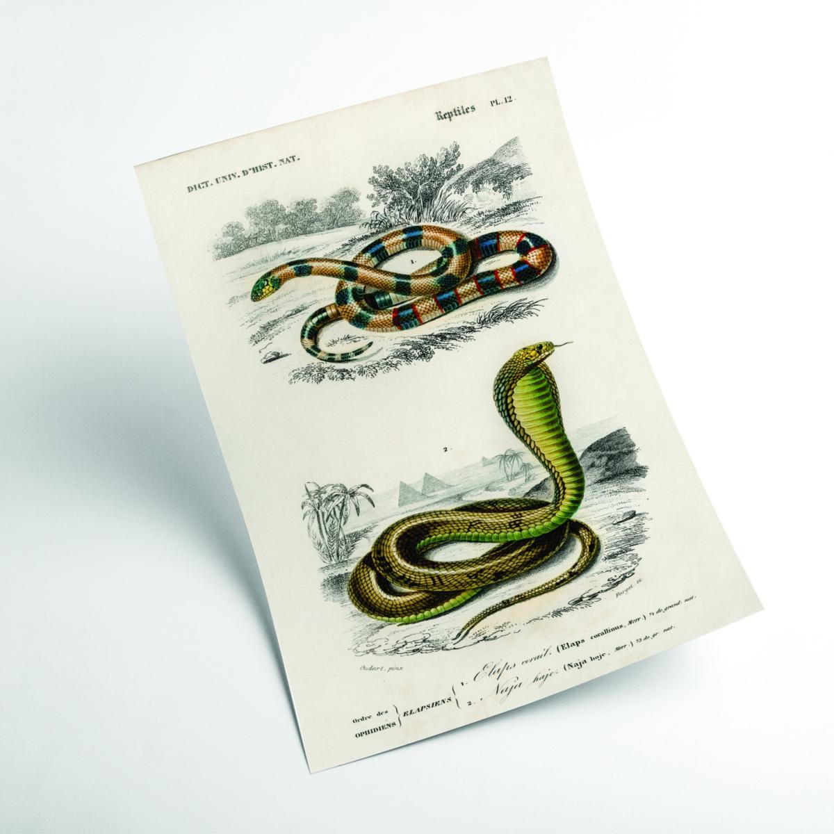 Green Vintage Snakes Xxs Stanley Print House – image 2