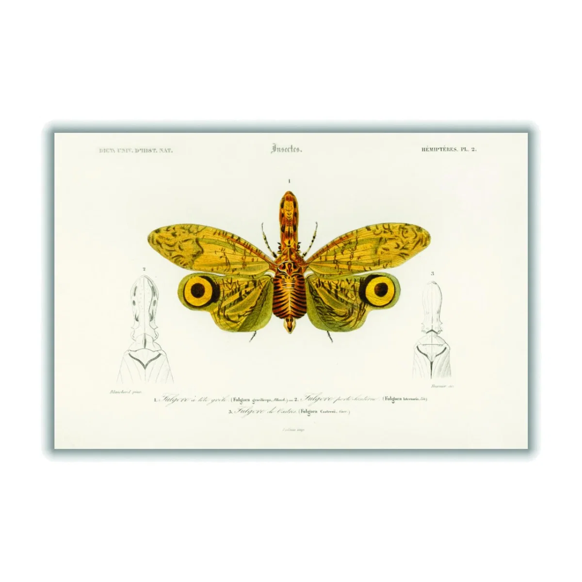 Yellow / Orange Fulgora Graciliceps Medium Stanley Print House – image 1