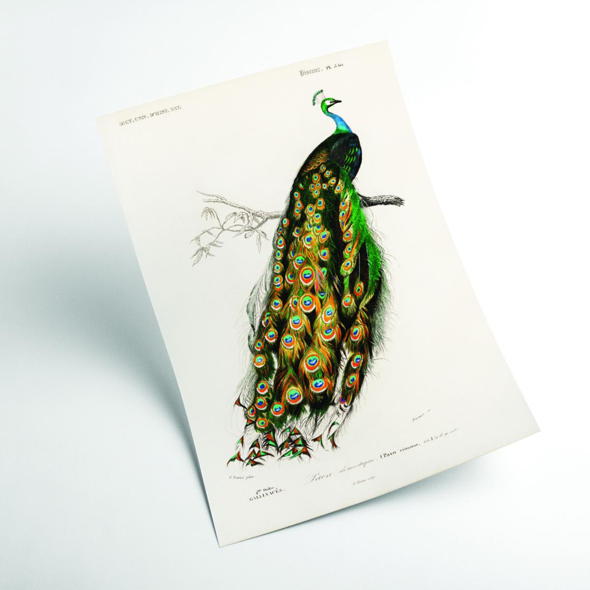 Green Peacock Illustration A4 210 X 297Mm Stanley Print House – image 2