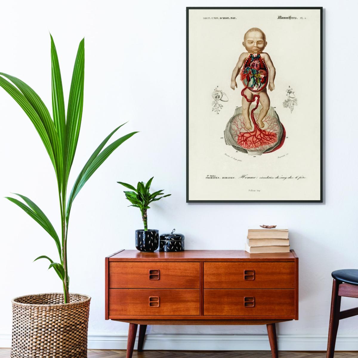 Neutrals Circulation Of The Blood In A Fetus Print A1 594 X 841Mm Stanley Print House – image 3