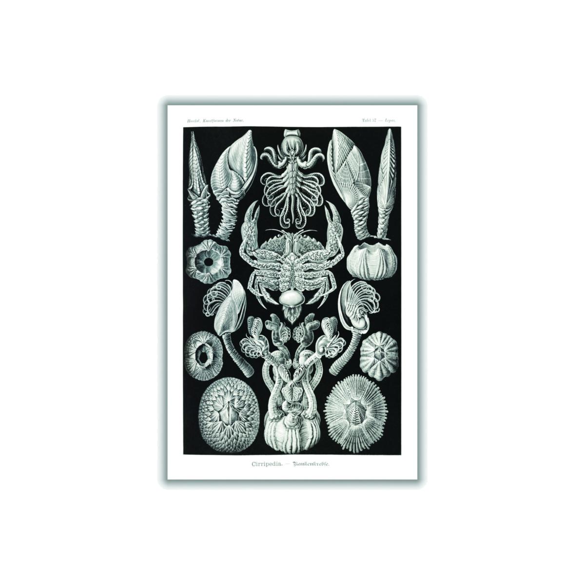 Grey Cirripedia-Rankenkreble By Ernst Haeckel A1 594 X 841Mm Stanley Print House – image 1