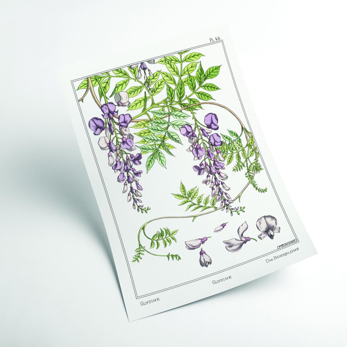 Green Glycine Wisteria Print By Maurice Pillard Verneuil Small Stanley Print House – image 2