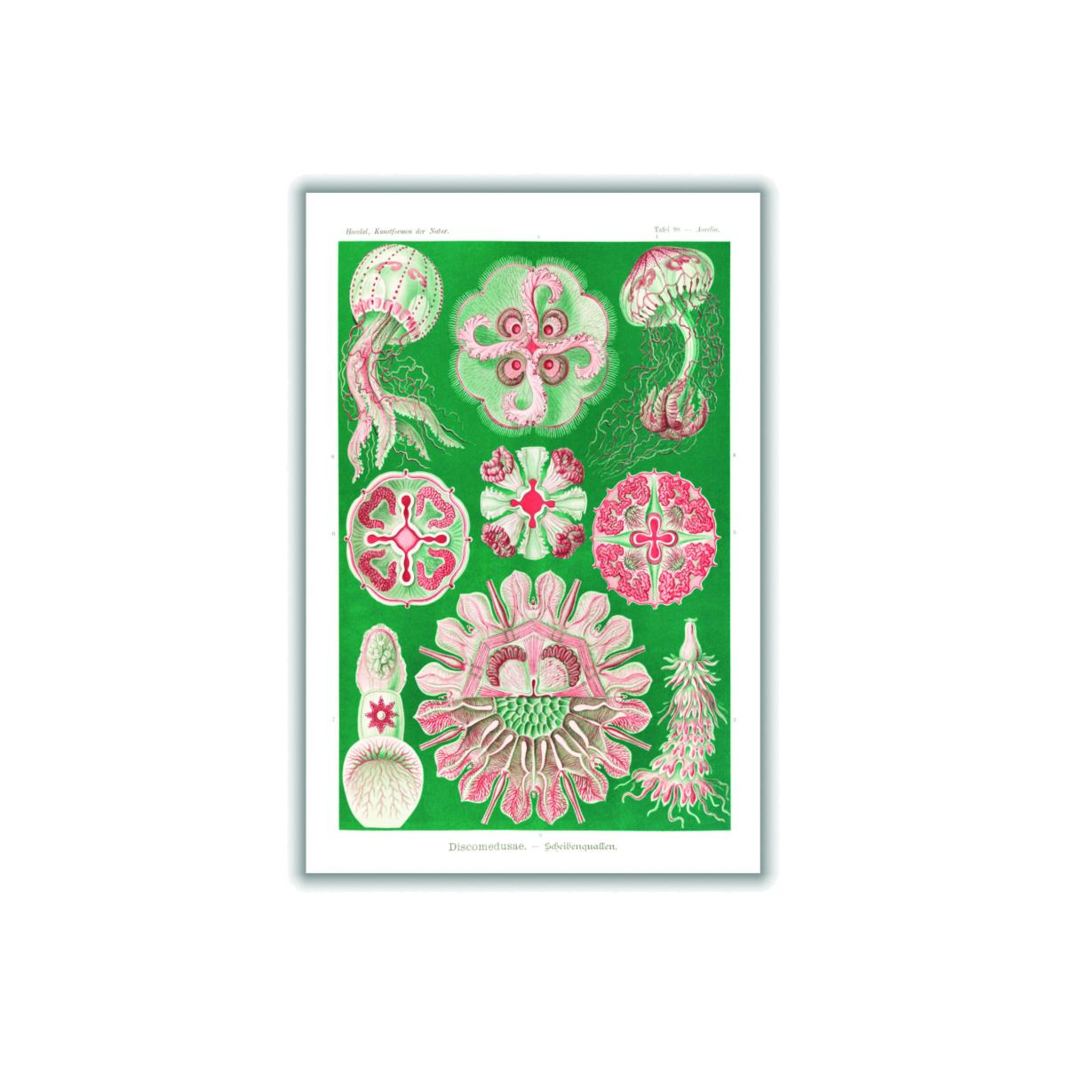 Pink / Purple Discomedusae-Scheibenquallen Iiii By Ernst Haeckel Medium Stanley Print House – image 1