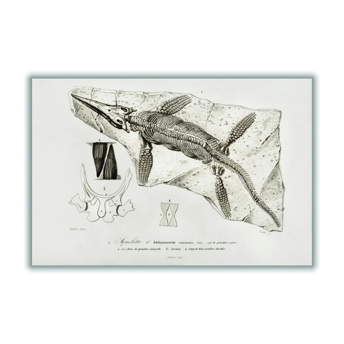 Neutrals Chthyosaurus A4 210 X 297Mm Stanley Print House – image 1