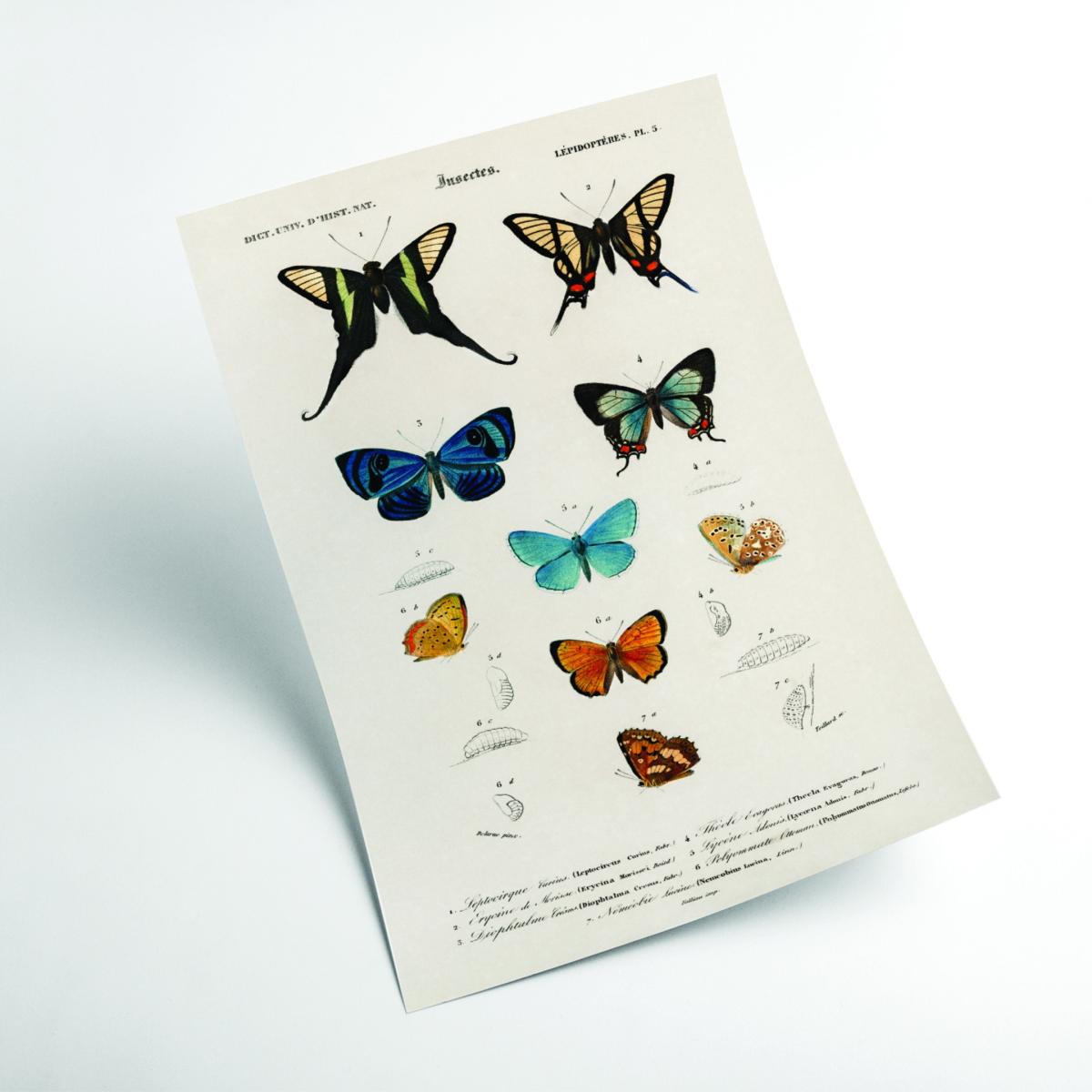 Collection Of Hand Drawn Butterflies Print Xxs Stanley Print House – image 2