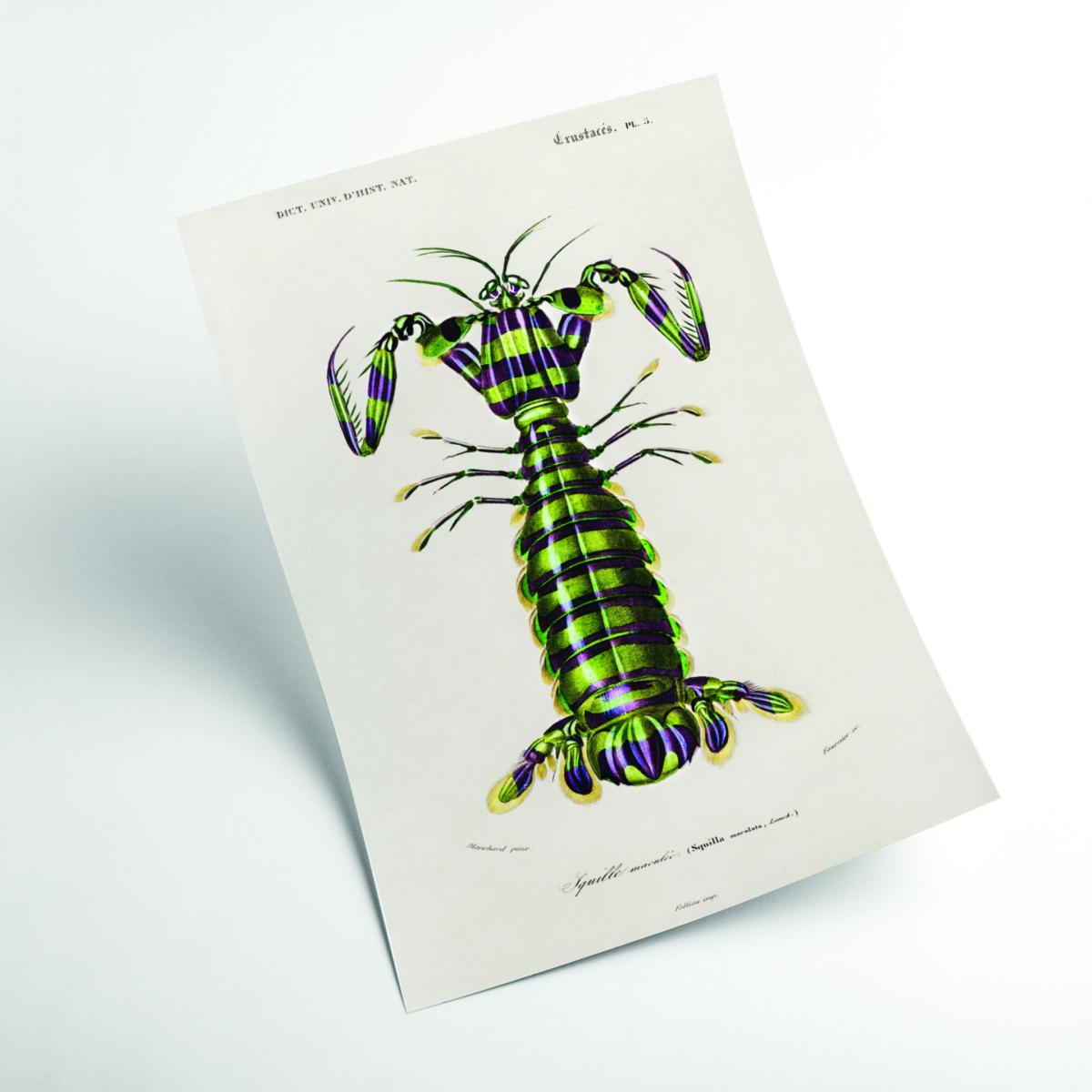 Green Giant Mantis Shrimp Print A2 420 X 594Mm Stanley Print House – image 2