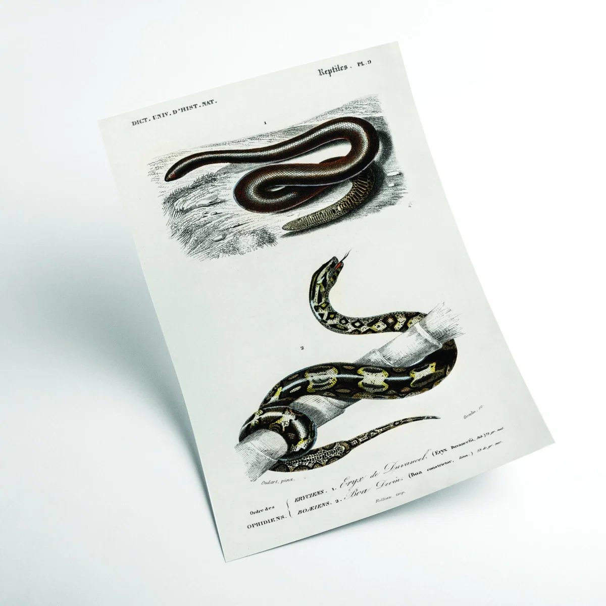 Black Eryx And The Red Tailed Boa Print A1 594 X 841Mm Stanley Print House – image 2
