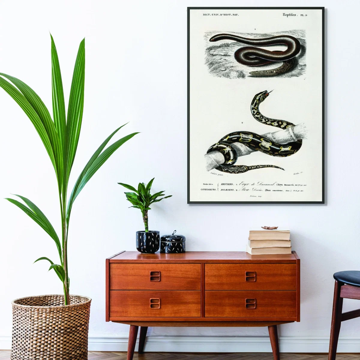 Black Eryx And The Red Tailed Boa Print A1 594 X 841Mm Stanley Print House – image 3