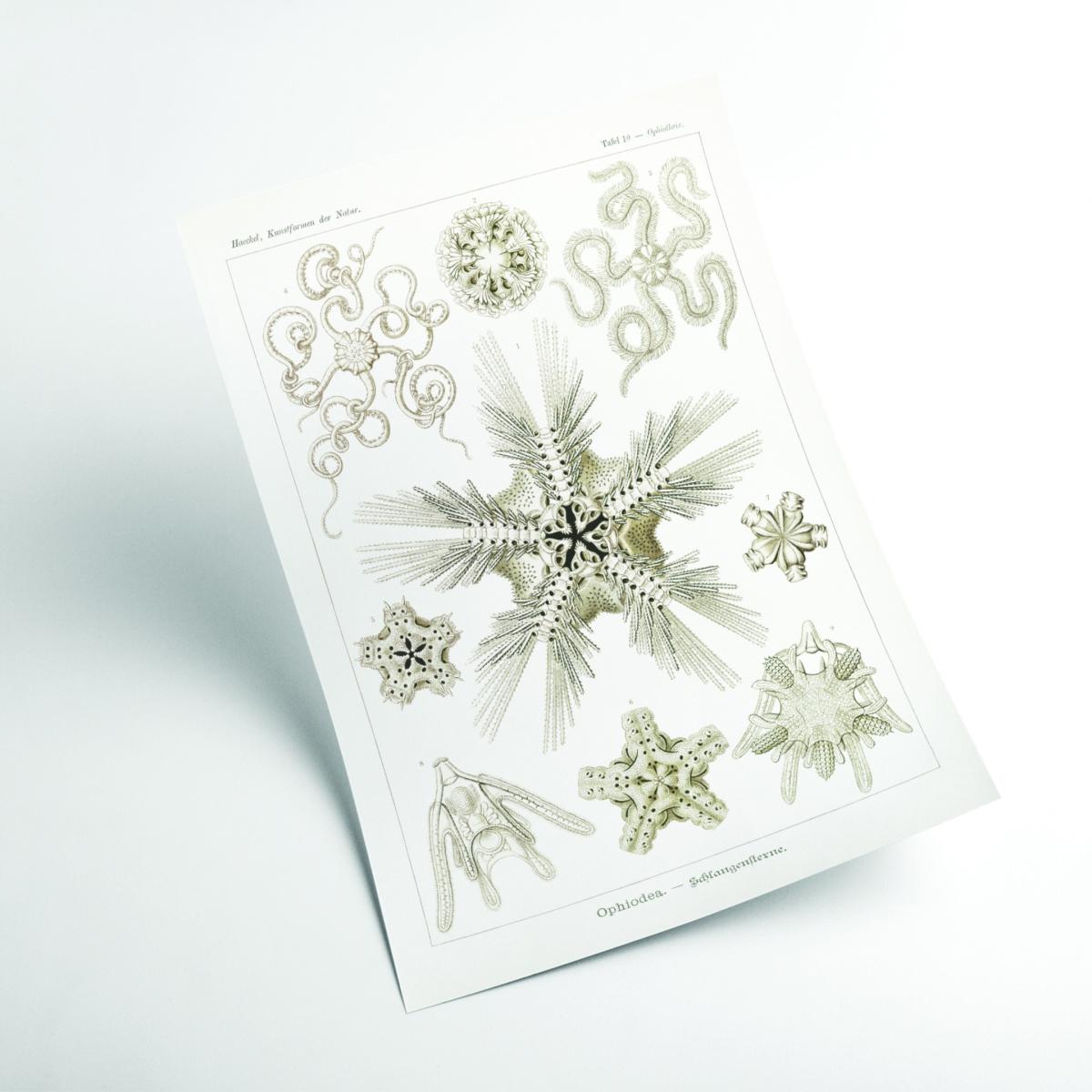 Neutrals Ophiodea-Schlangensterne Ii By Ernst Haeckel A2 420 X 594Mm Stanley Print House – image 2