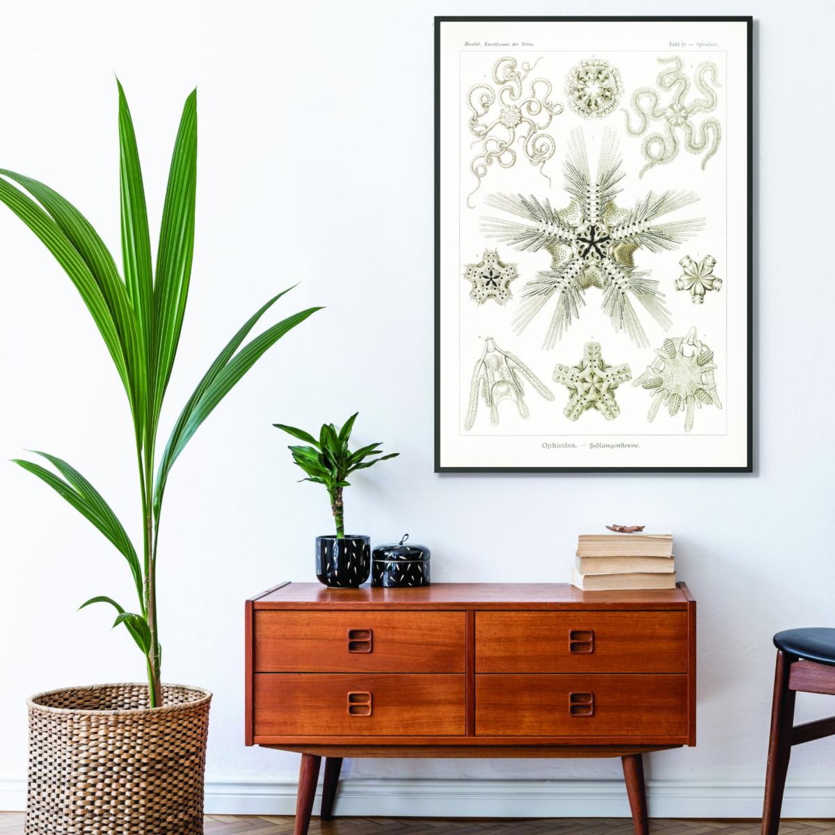 Neutrals Ophiodea-Schlangensterne Ii By Ernst Haeckel A2 420 X 594Mm Stanley Print House – image 3
