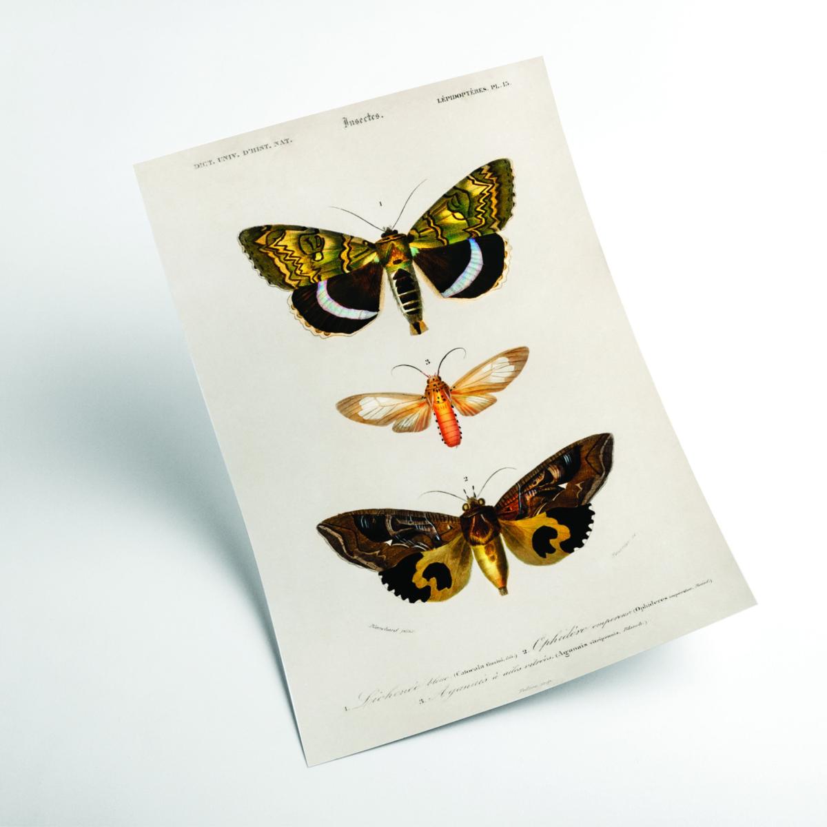 Natural History - Different Types Of Moths 3 Small Stanley Print House – image 2