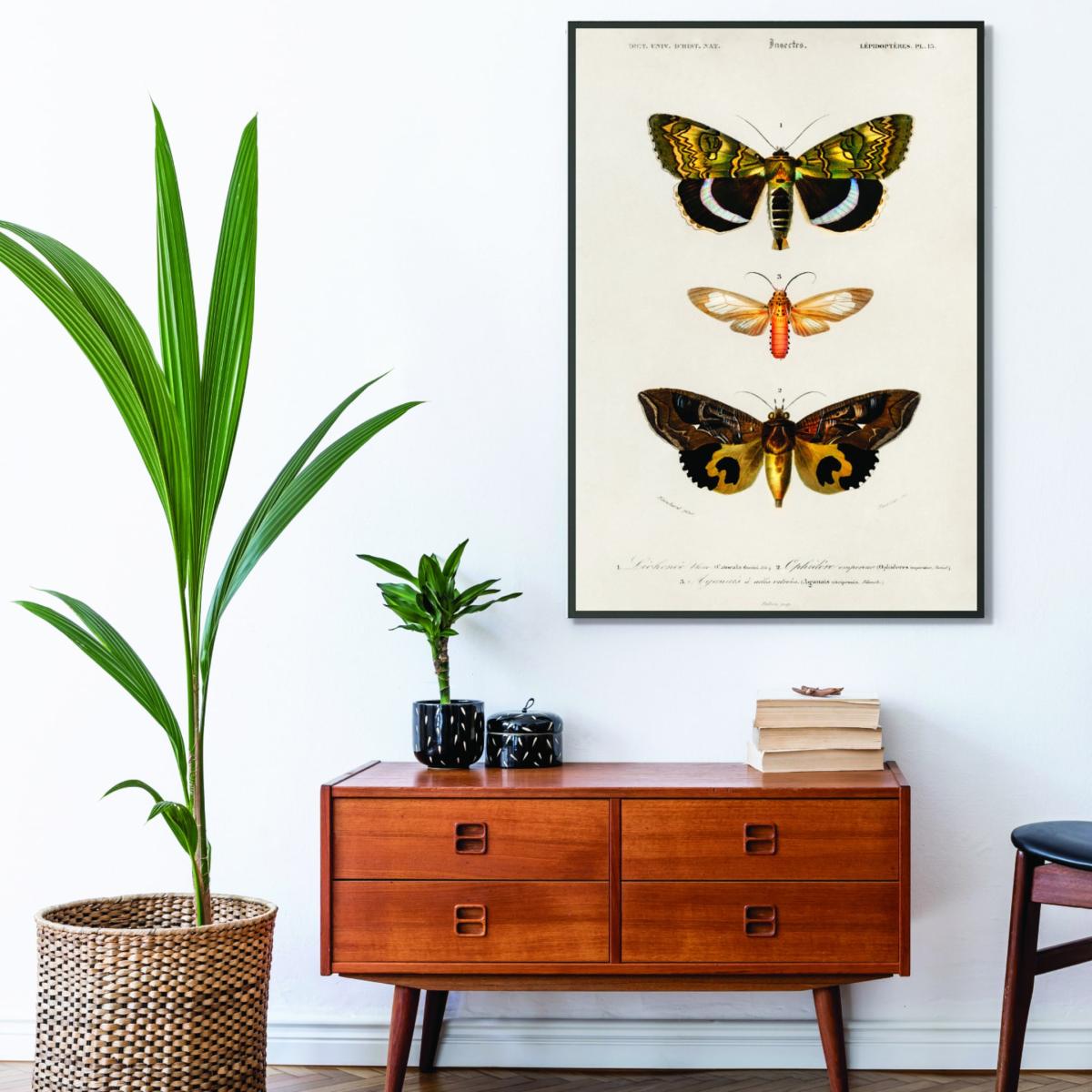 Natural History - Different Types Of Moths 3 Small Stanley Print House – image 3