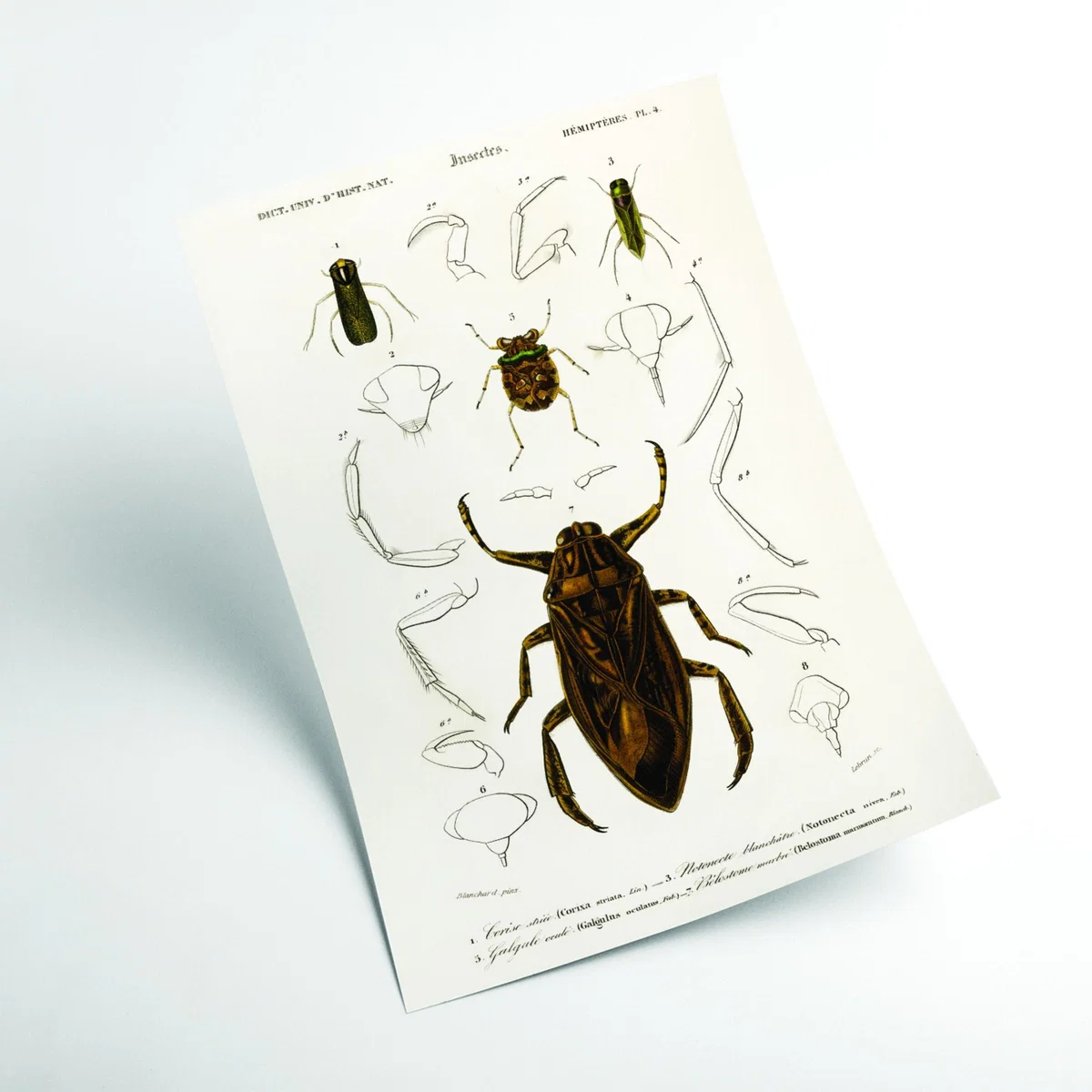 Brown Natural History - Different Types Of Insects 8 Medium Stanley Print House – image 2