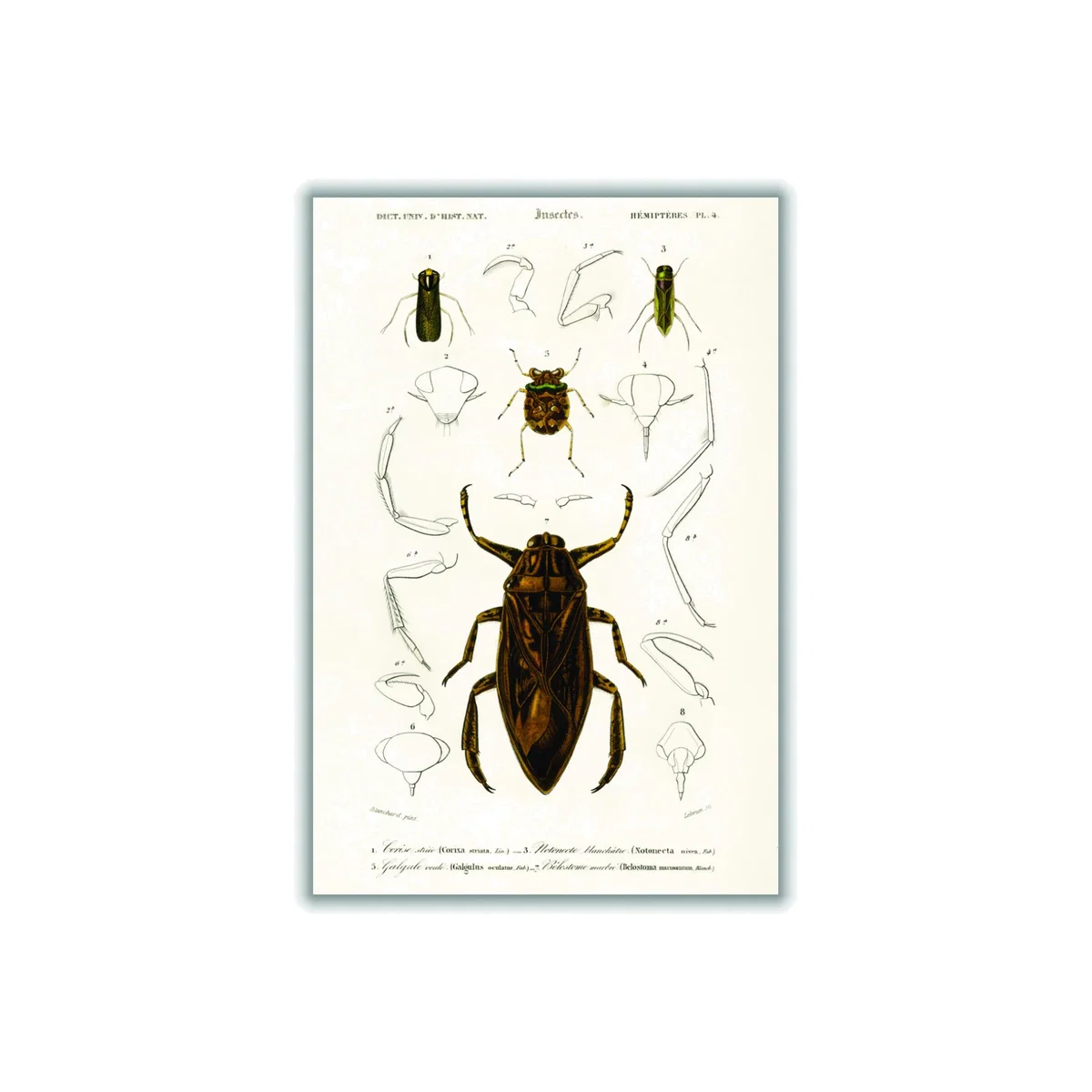 Brown Natural History - Different Types Of Insects 8 Medium Stanley Print House – image 1