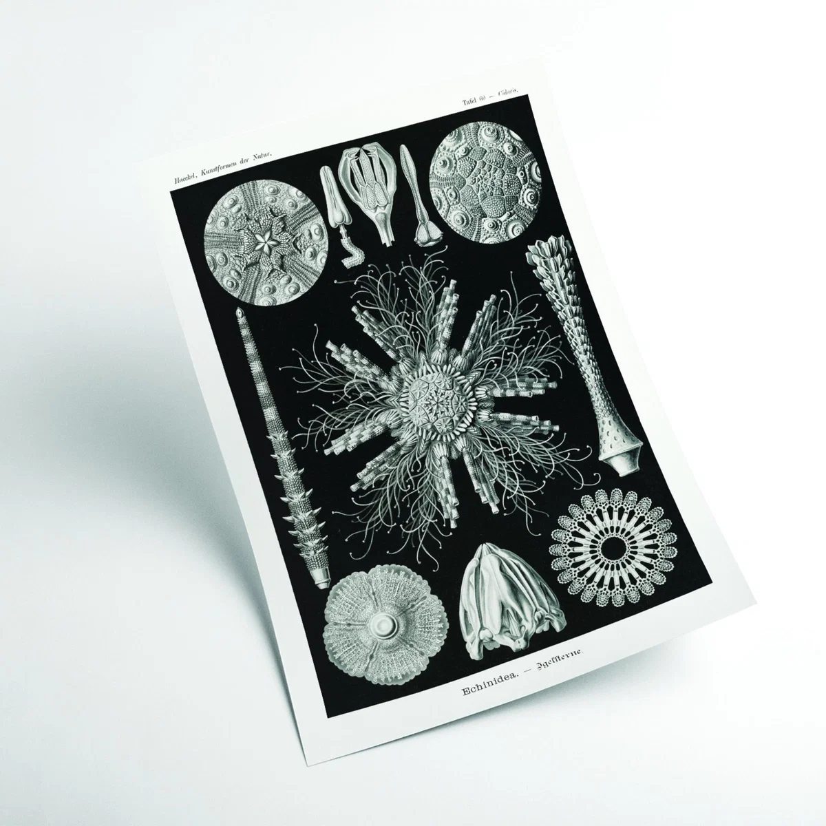 Grey Echinidea-Igelsterne I By Ernst Haeckel A1 594 X 841Mm Stanley Print House – image 2