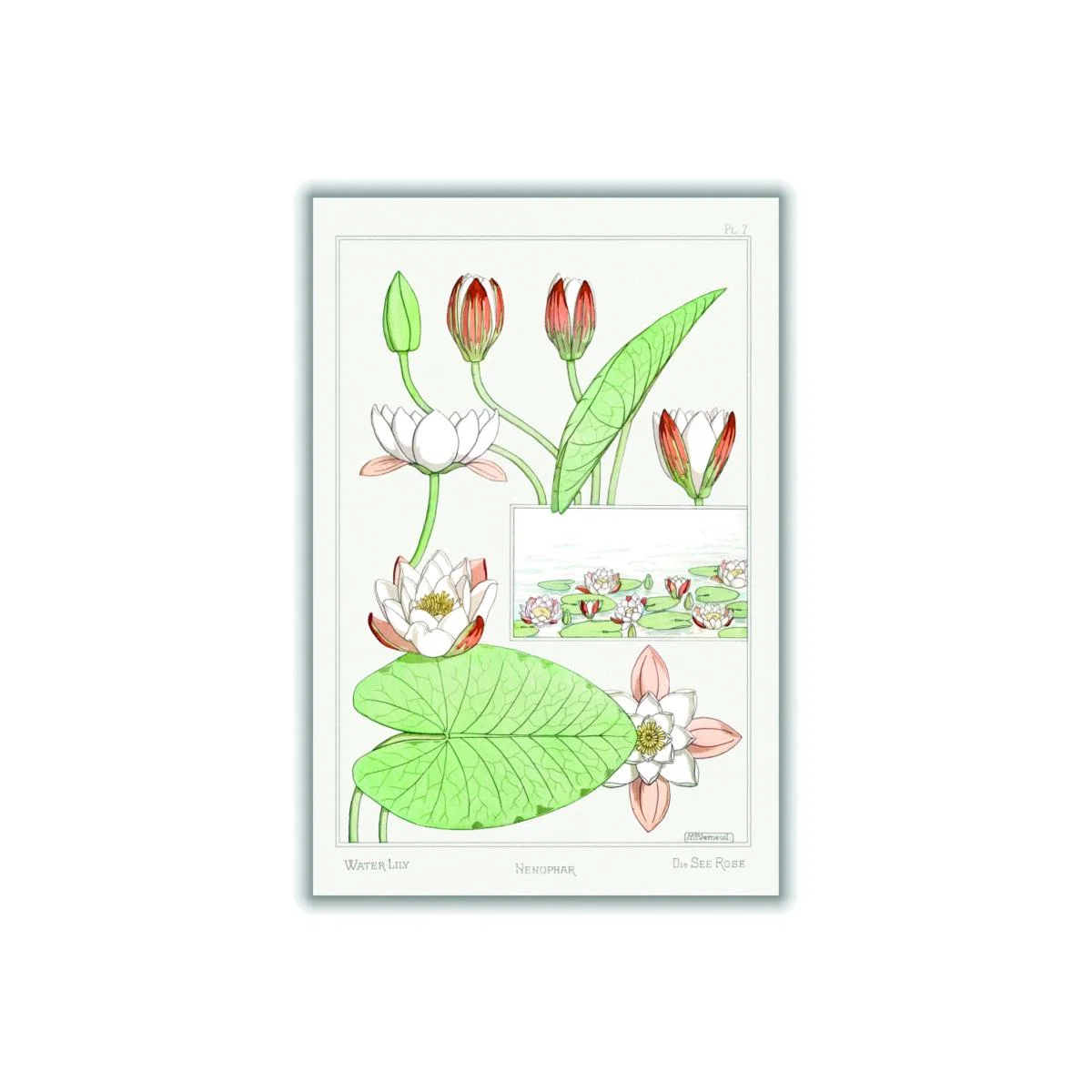 Green Nénuphar Water Lilies By Maurice Pillard Verneuil A2 420 X 594Mm Stanley Print House – image 1