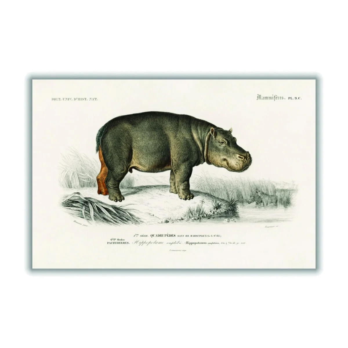 Grey Hippopotamus Small Stanley Print House – image 1