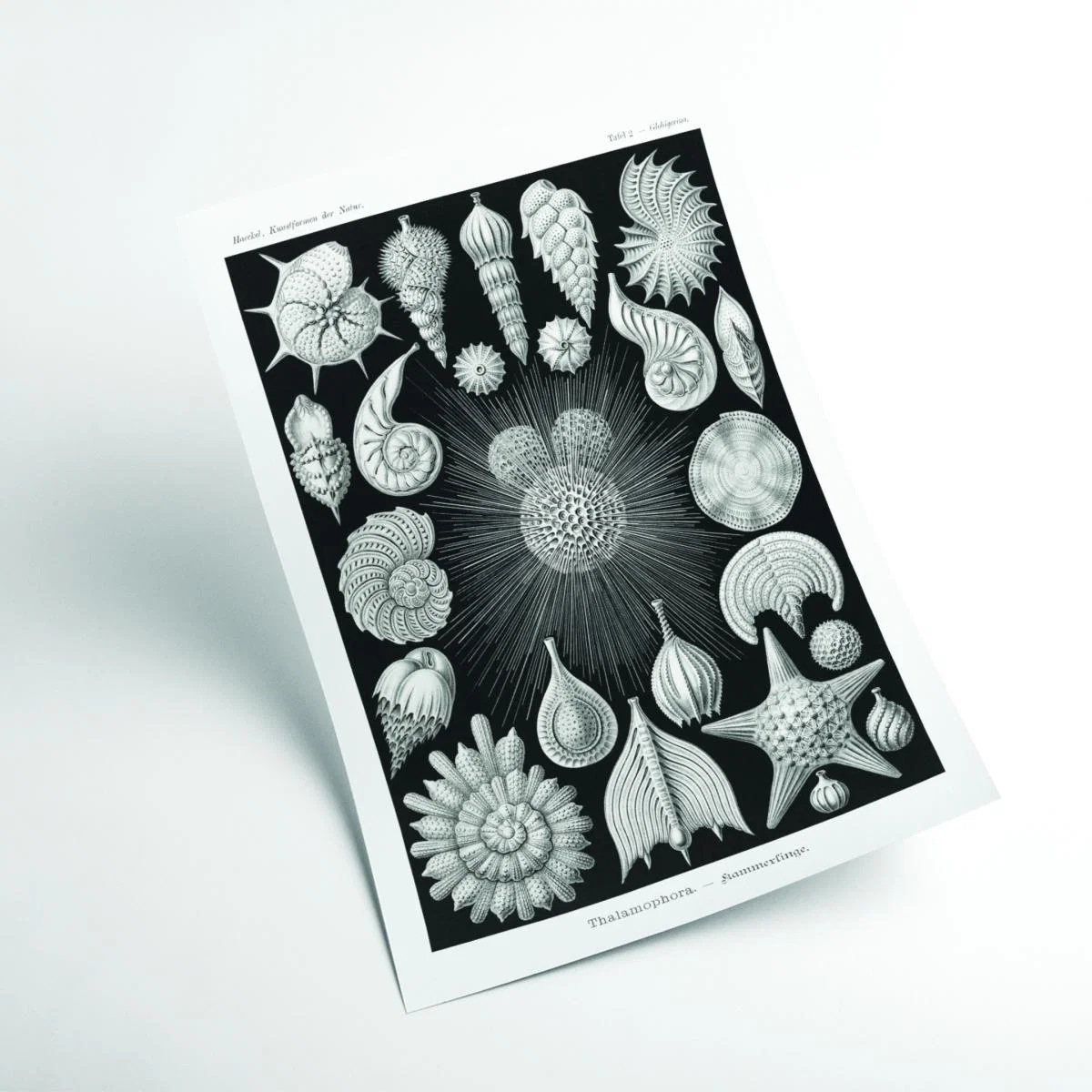 Grey Thalamophora-Kammerlinge I By Ernst Haeckel Small Stanley Print House – image 2