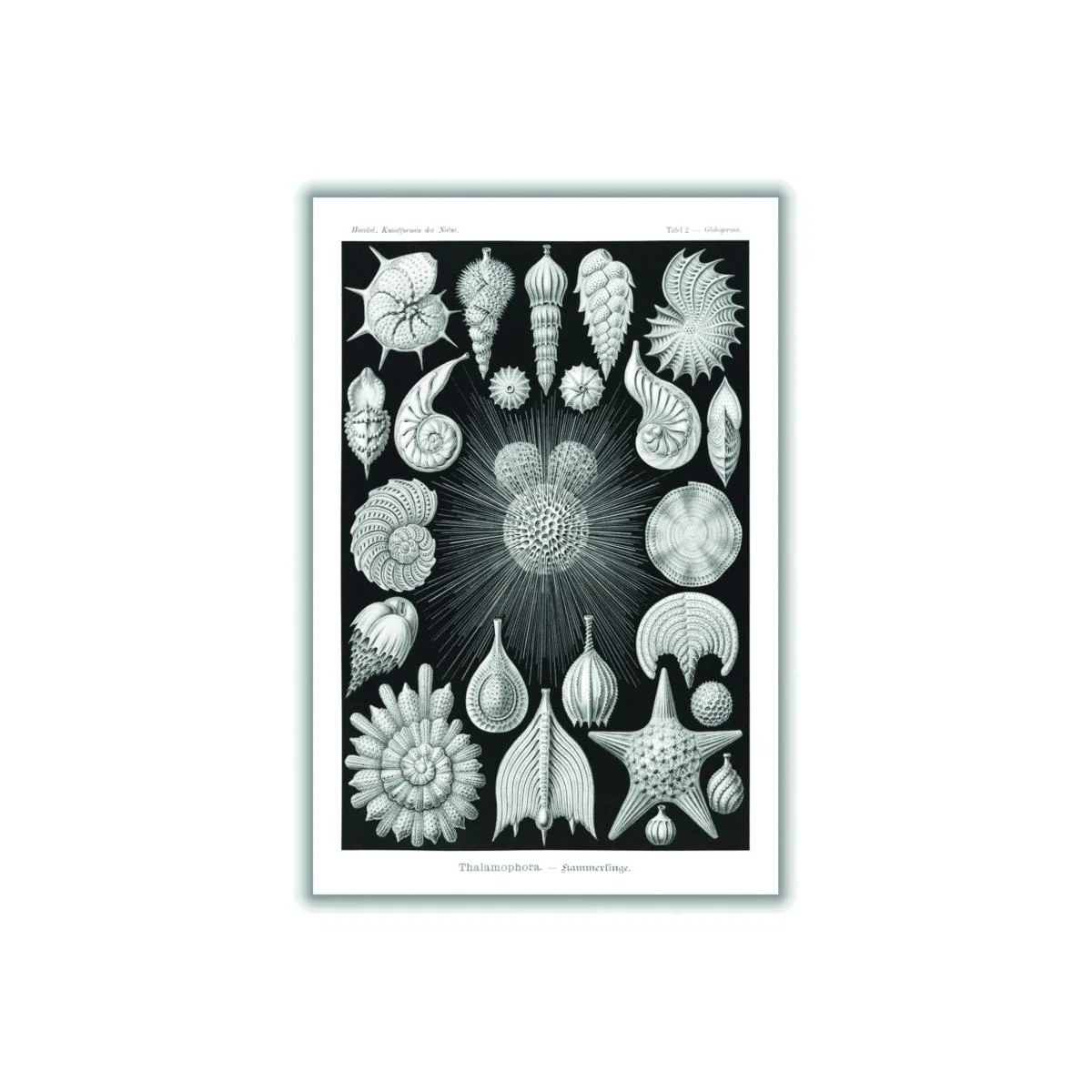 Grey Thalamophora-Kammerlinge I By Ernst Haeckel Small Stanley Print House – image 1