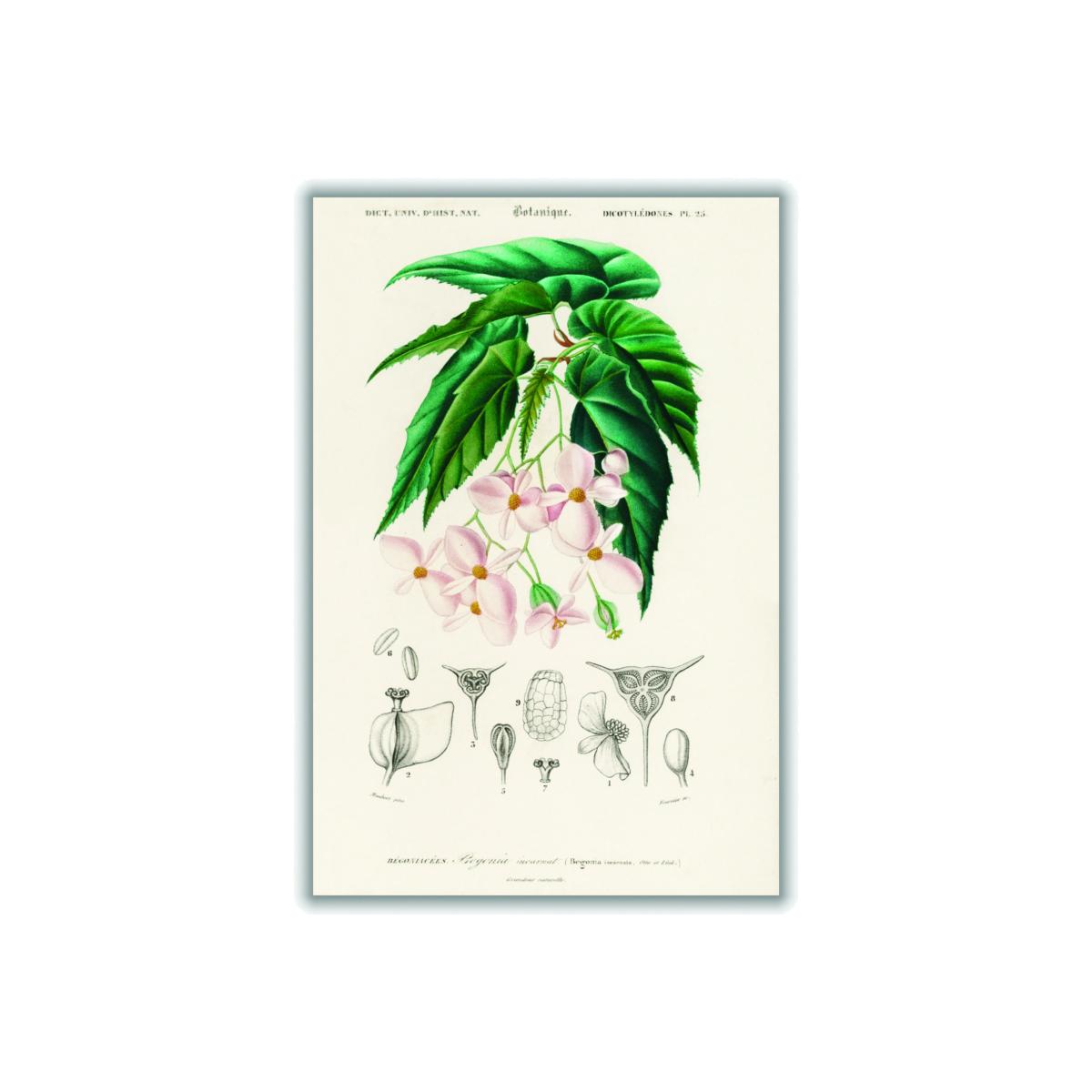 Green Begonia A1 594 X 841Mm Stanley Print House – image 1