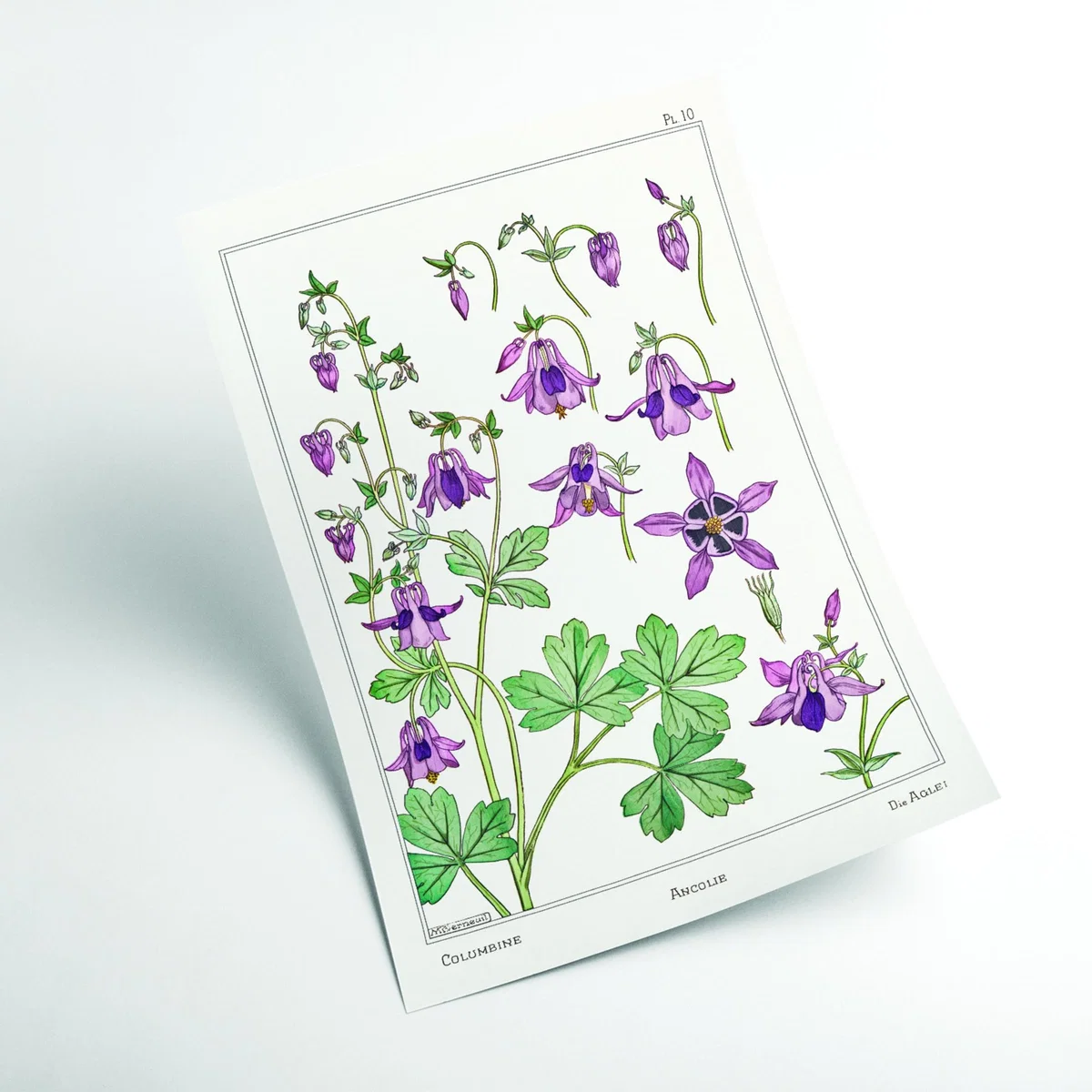 Pink / Purple Vintage Botanicals - Ancolie Columbine Ii Large Stanley Print House – image 2