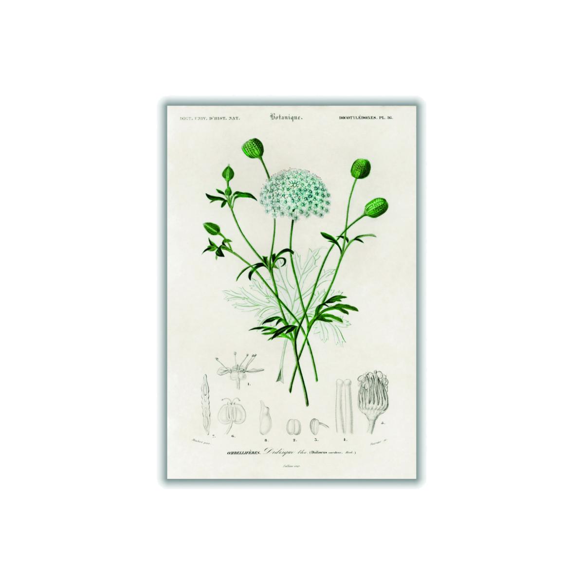 Green Didiscus Caeruleus A1 594 X 841Mm Stanley Print House – image 1