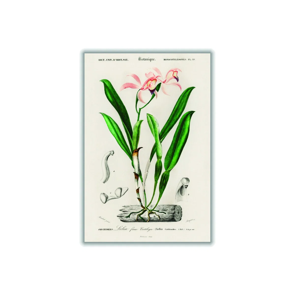 Lelia Cattleioides By Charles Dessalines D Orbigny Green A3 297 X 420Mm Stanley Print House – image 1