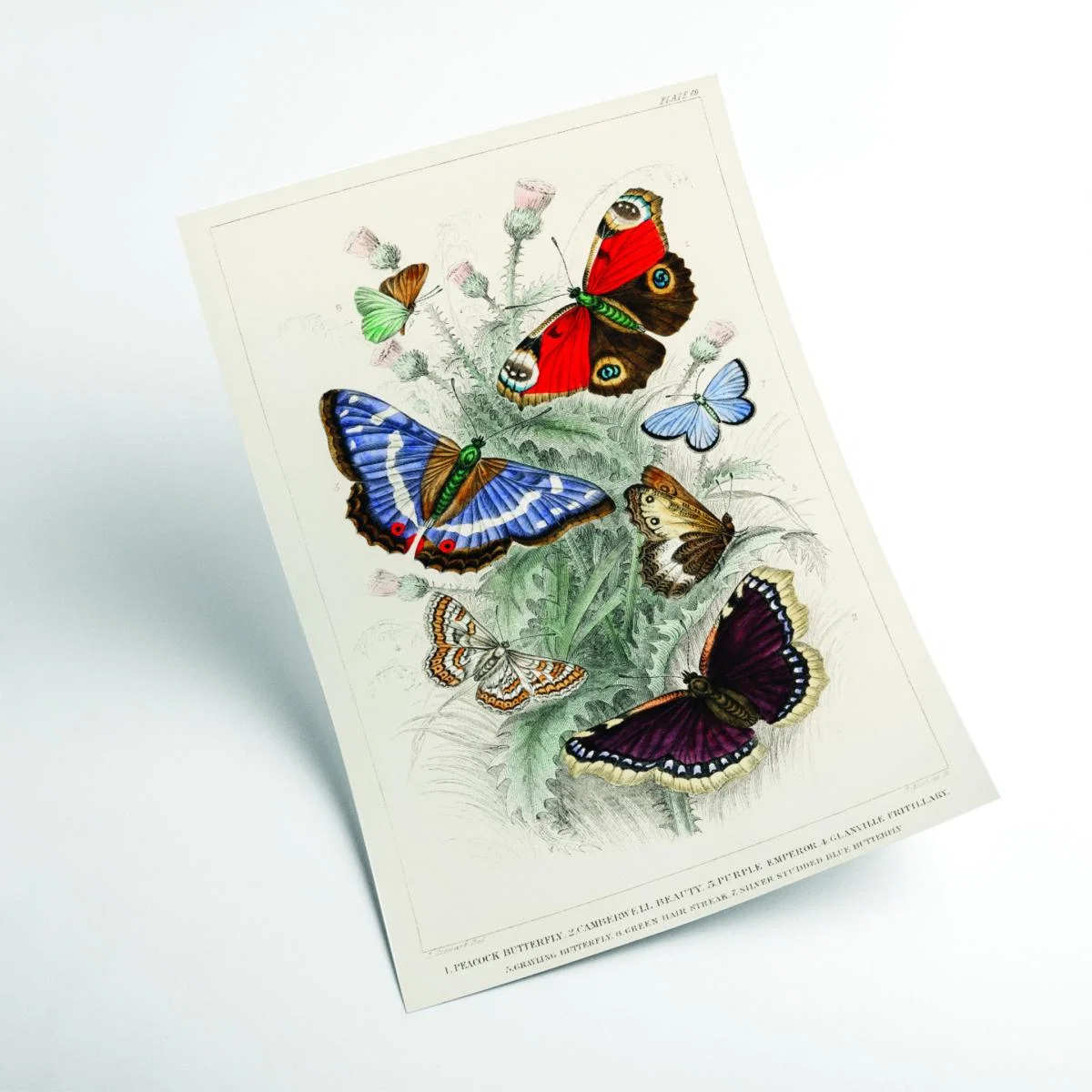 Various Butterflies Extra Small Stanley Print House – image 2