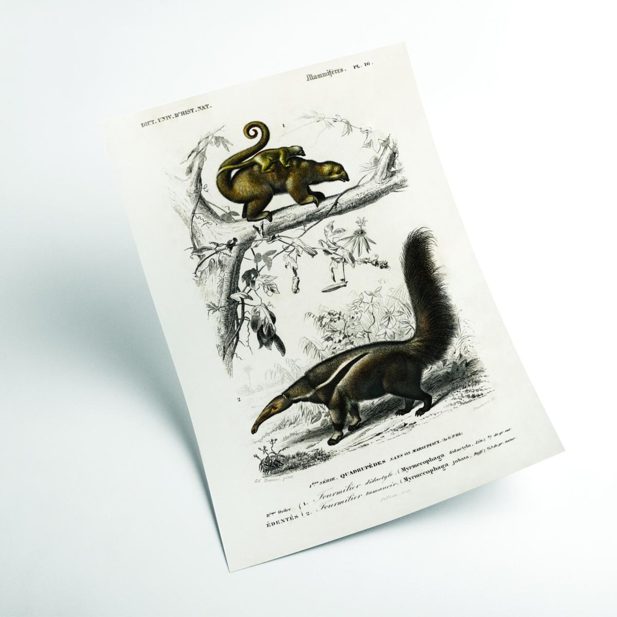 Brown Pygmy Anteater Xxs Stanley Print House – image 2
