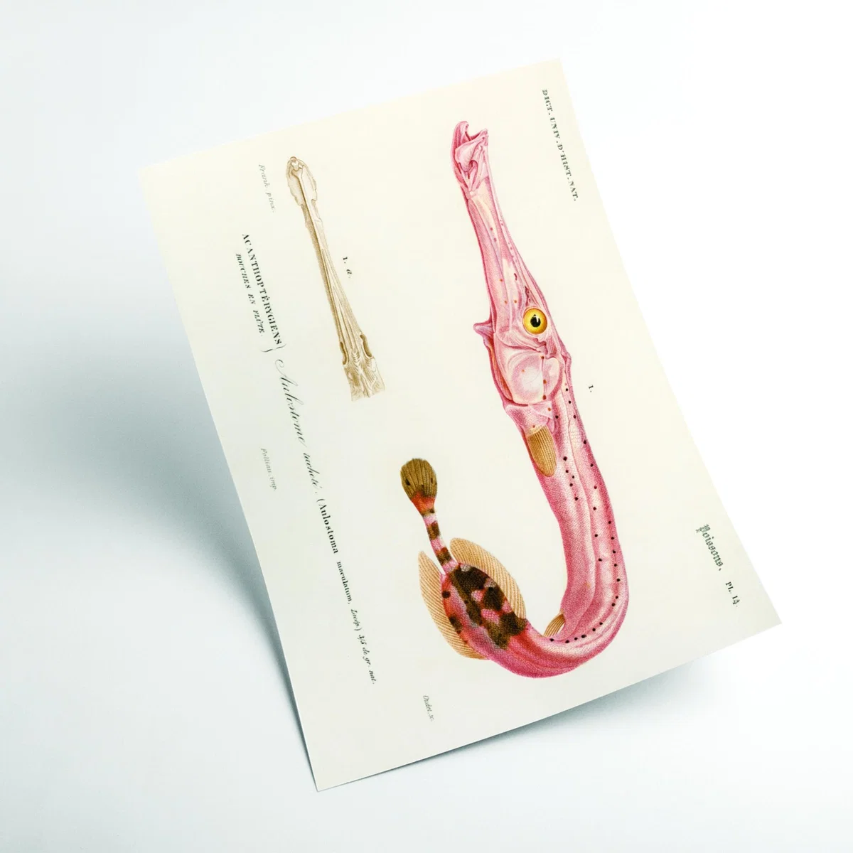 Rose Gold Aulostoma Maculatum A4 210 X 297Mm Stanley Print House – image 2