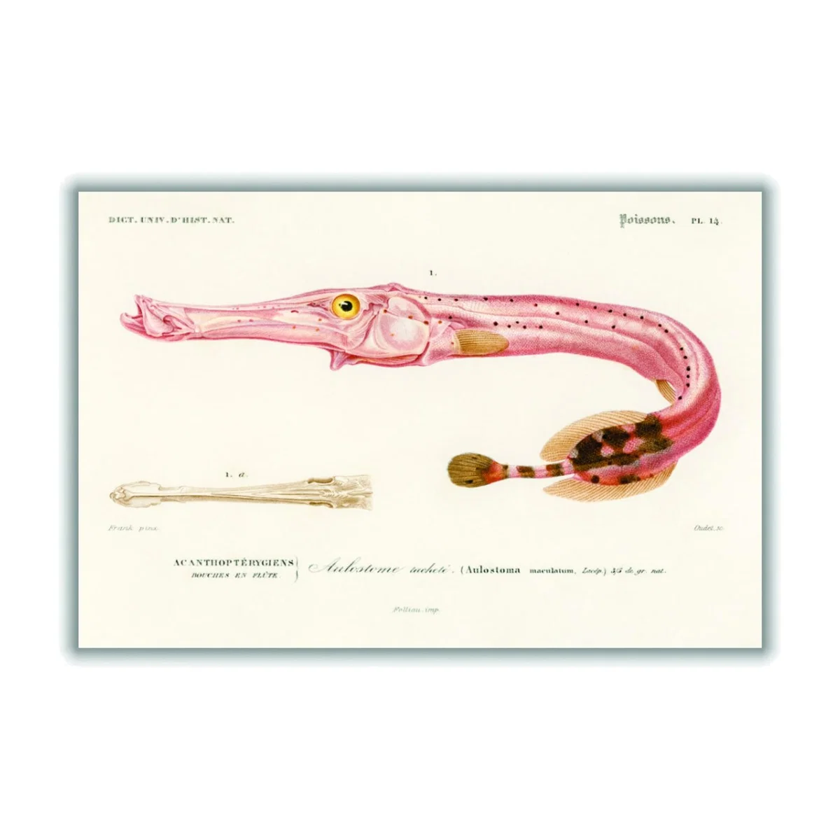 Rose Gold Aulostoma Maculatum A4 210 X 297Mm Stanley Print House – image 1
