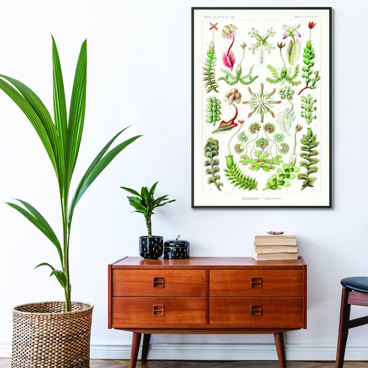 Green Hepaticae-Lebermoose By Ernst Haeckel A2 420 X 594Mm Stanley Print House – image 3