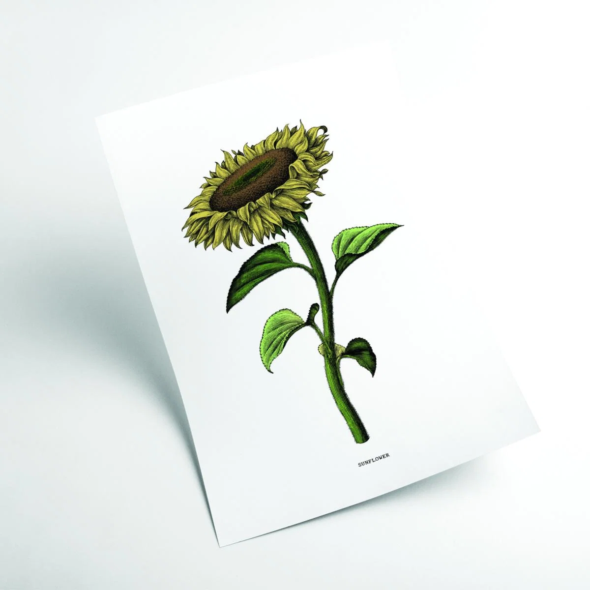 Green Sunflowers For President A4 210 X 297Mm Stanley Print House – image 2