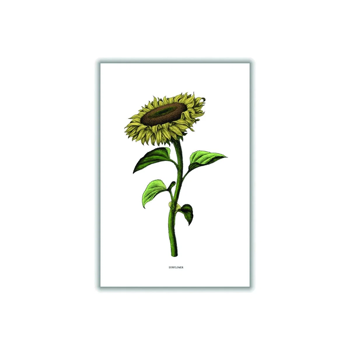 Green Sunflowers For President A4 210 X 297Mm Stanley Print House – image 1
