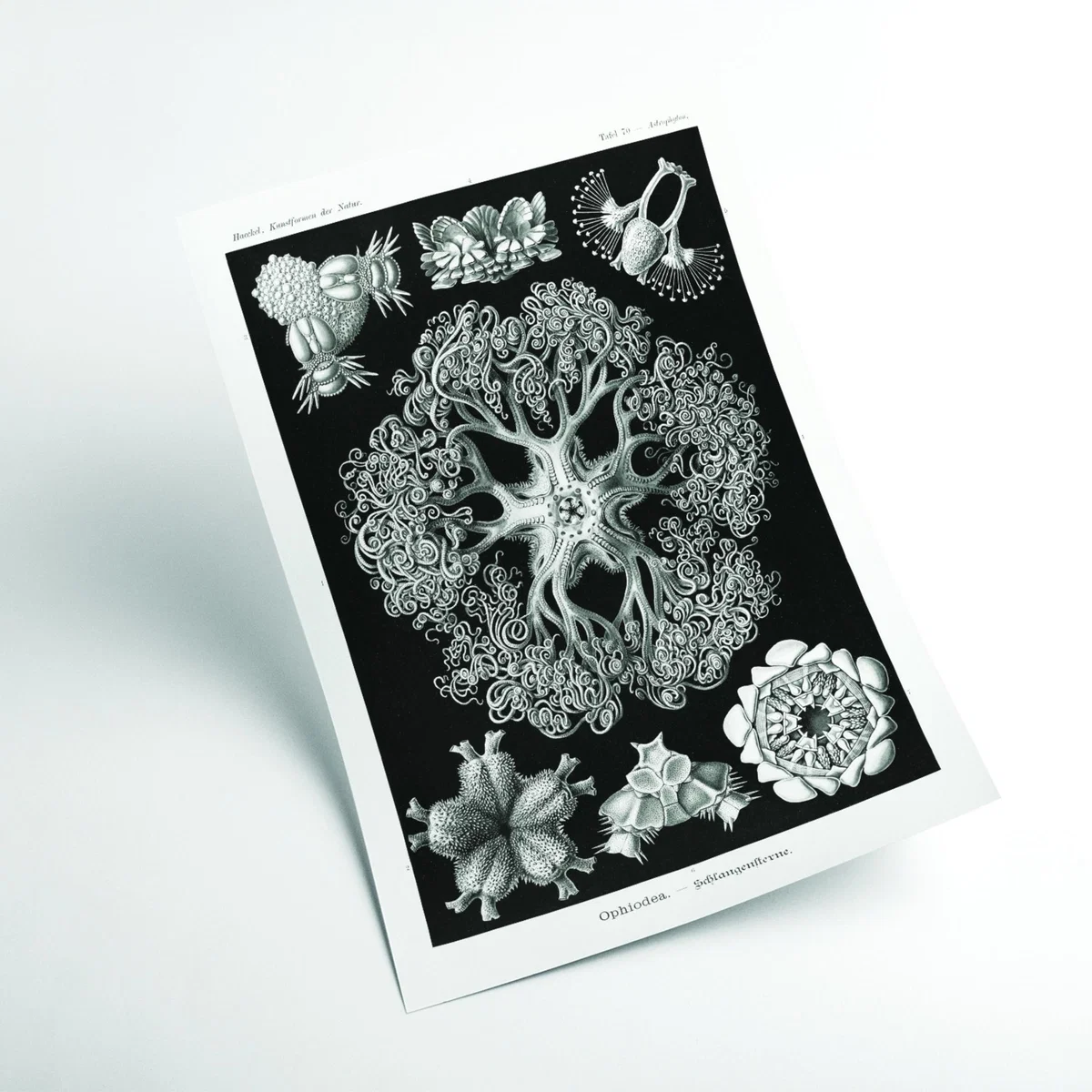 Grey Ophiodea-Schlangensterne I By Ernst Haeckel A3 297 X 420Mm Stanley Print House – image 2