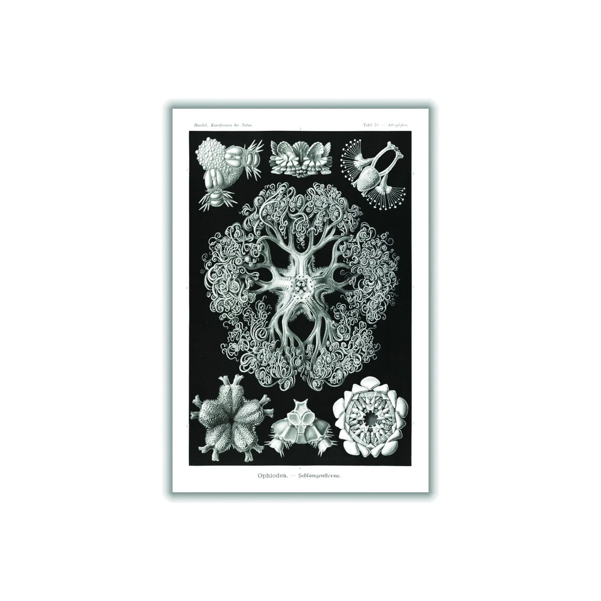 Grey Ophiodea-Schlangensterne I By Ernst Haeckel A3 297 X 420Mm Stanley Print House – image 1