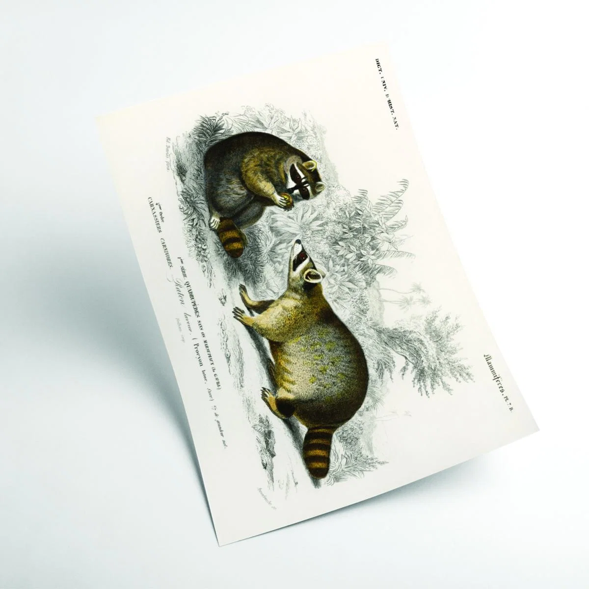 Grey Raccoon Extra Large Stanley Print House – image 2