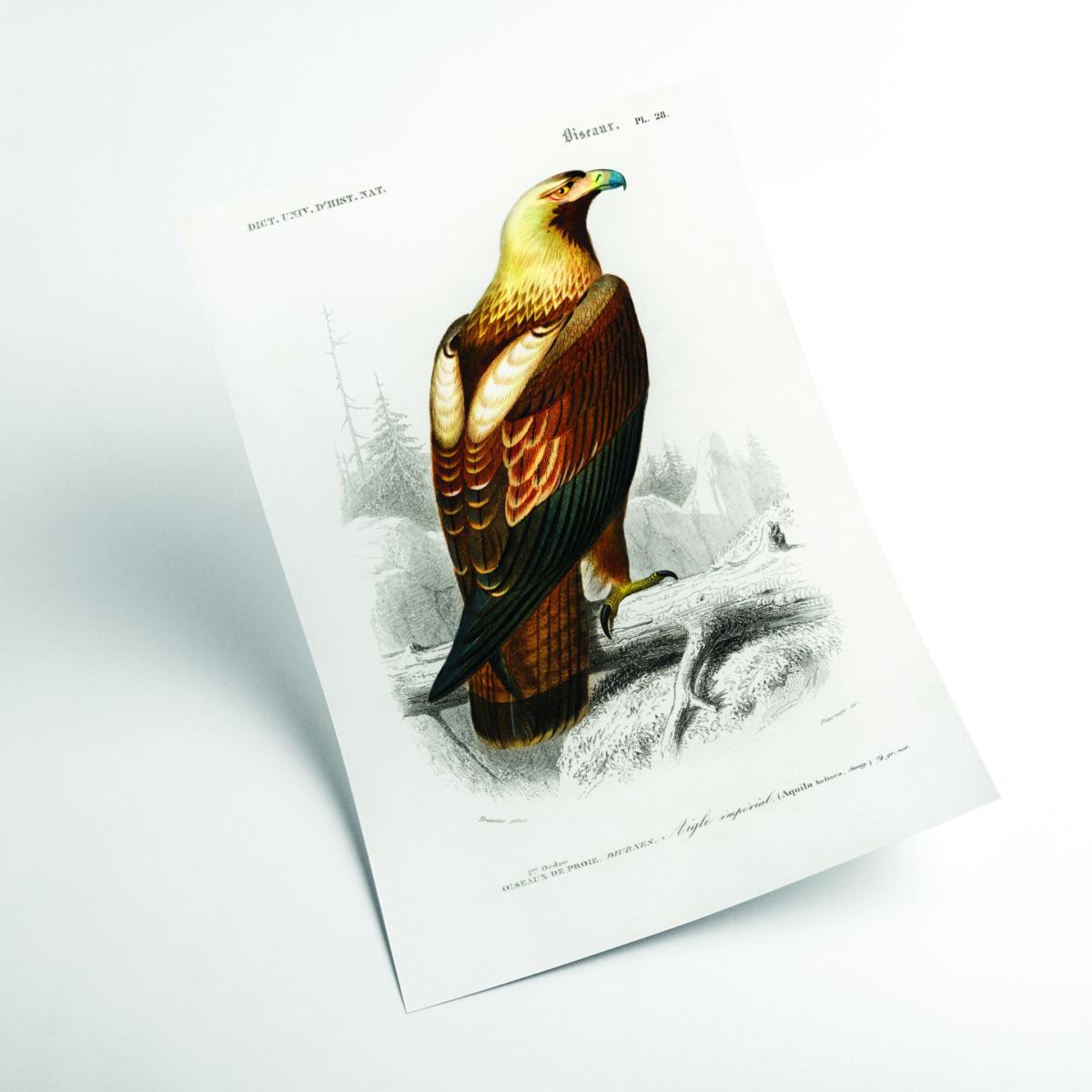 Brown Eastern Imperial Eagle Print Xxs Stanley Print House – image 2