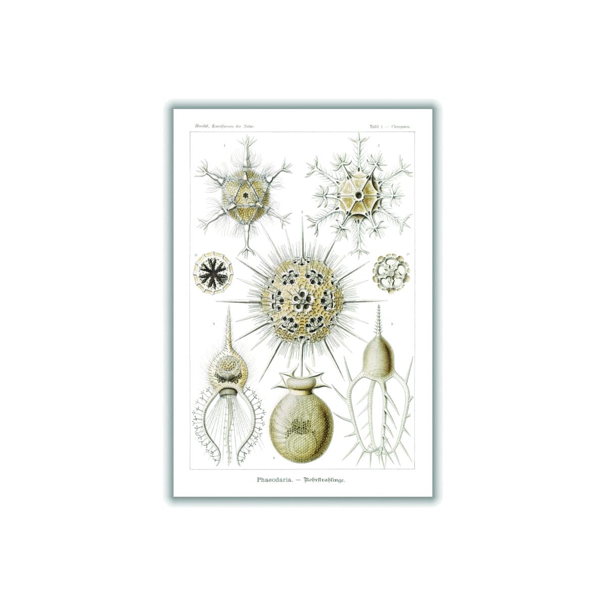 Neutrals Phaeodaria-Rohrstrahlinge Ii By Ernst Haeckel A2 420 X 594Mm Stanley Print House – image 1