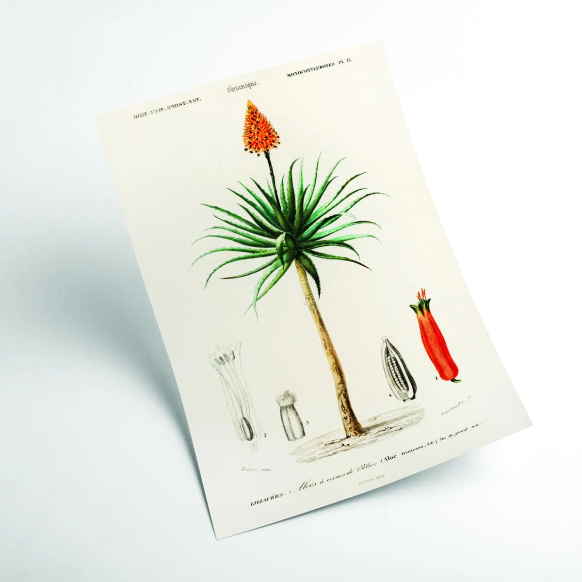 Candelabra Aloe Print Extra Small Stanley Print House – image 2
