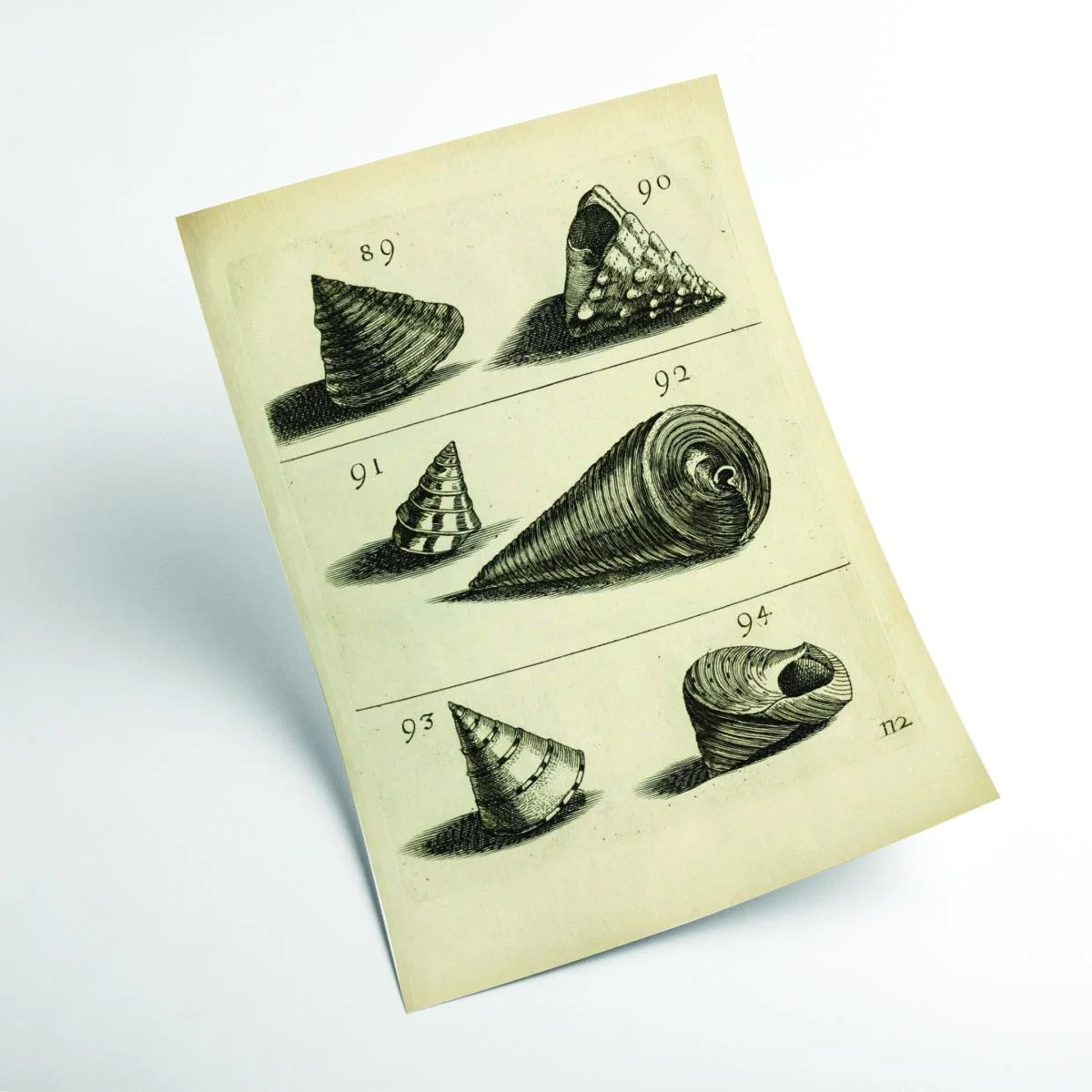 Neutrals Set Of Vintage Shells Extra Small Stanley Print House – image 2
