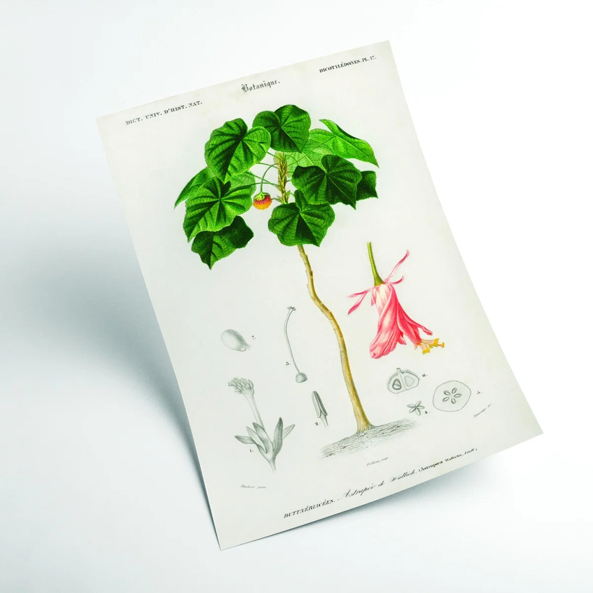 Green Astrapoea Wallichii A4 210 X 297Mm Stanley Print House – image 2