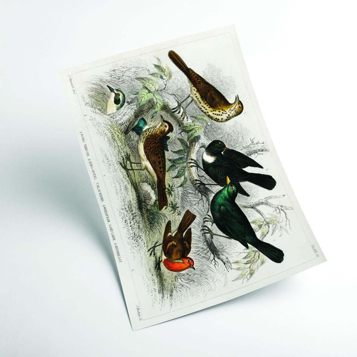 Various Birds Large Stanley Print House – image 2