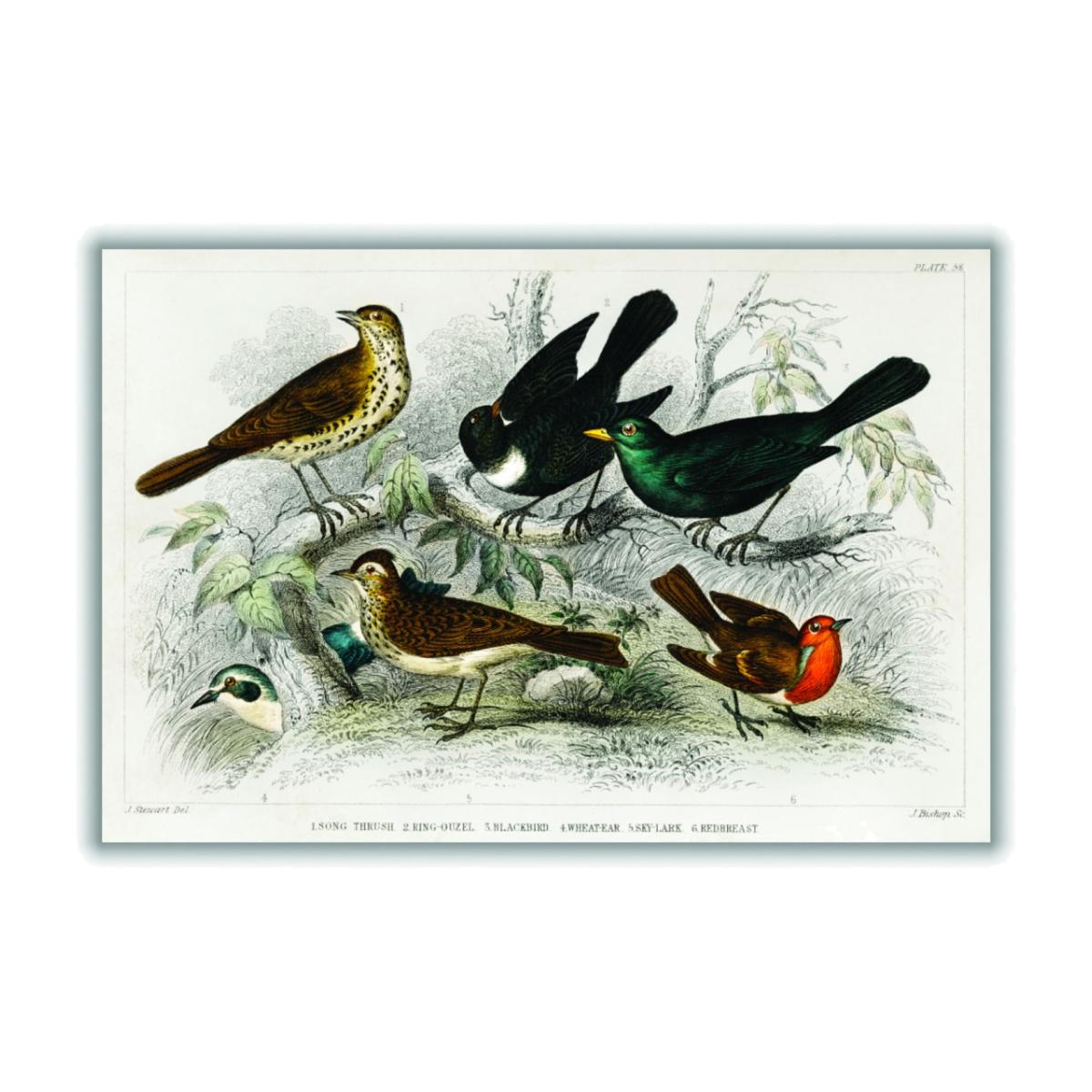 Various Birds Large Stanley Print House – image 1