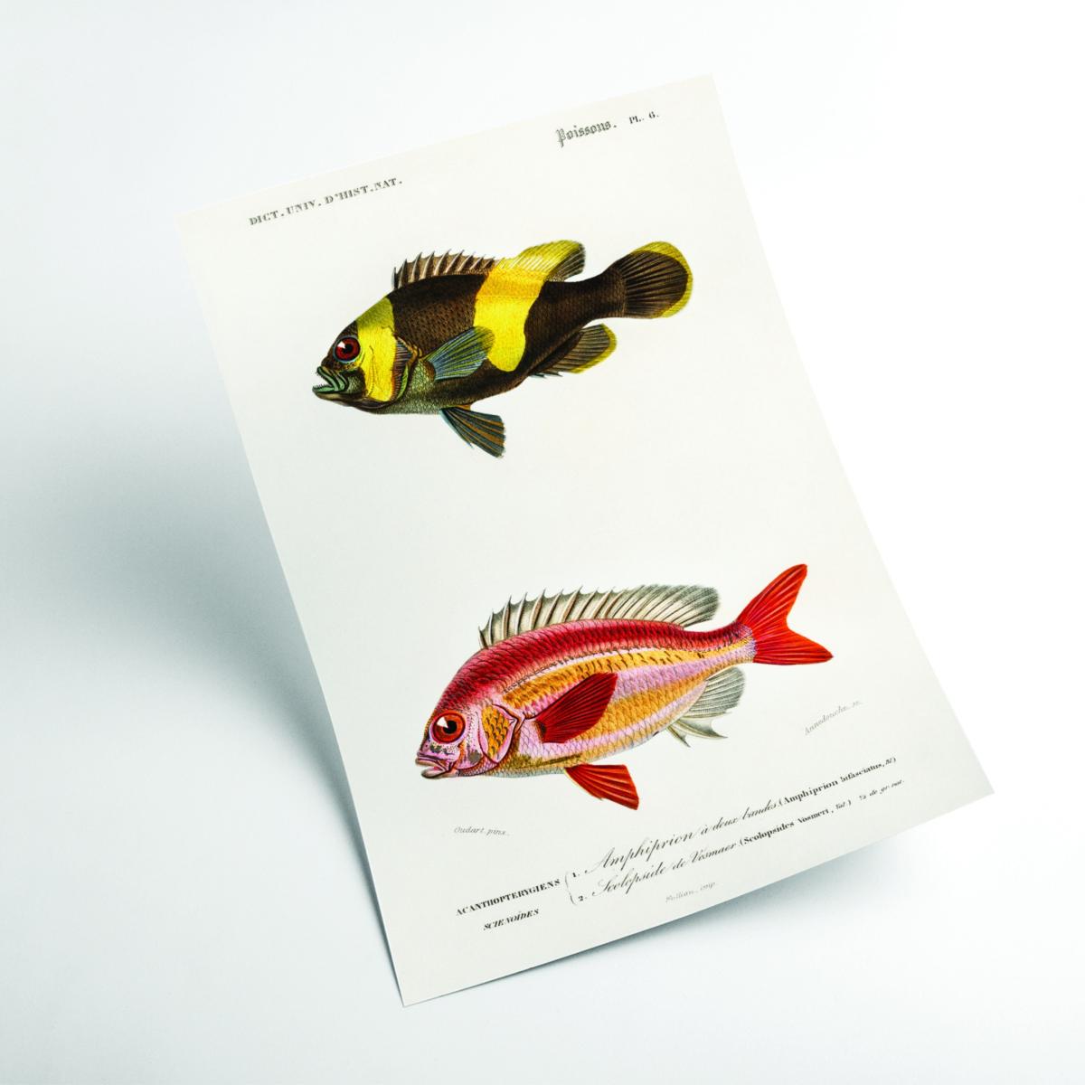 Yellow / Orange Types Of Fish A1 594 X 841Mm Stanley Print House – image 2