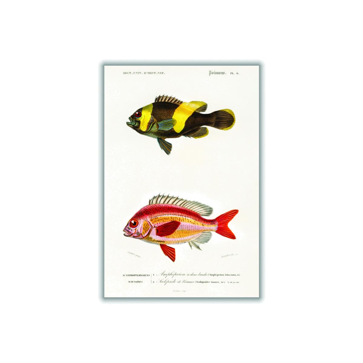 Yellow / Orange Types Of Fish A1 594 X 841Mm Stanley Print House – image 1