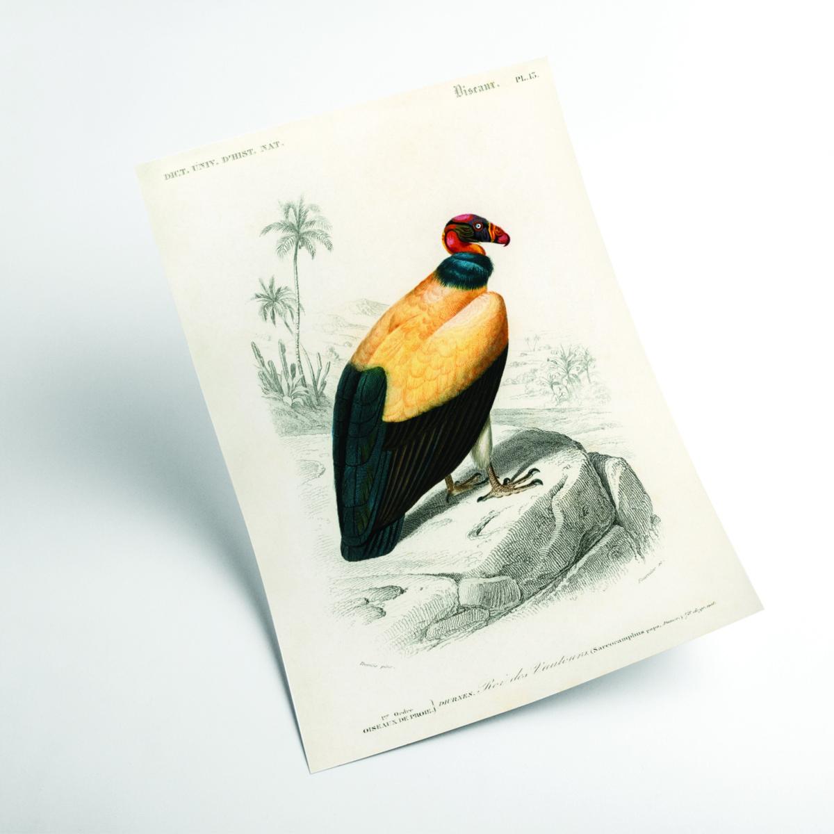Yellow / Orange King Vulture Illustration Print A4 210 X 297Mm Stanley Print House – image 2