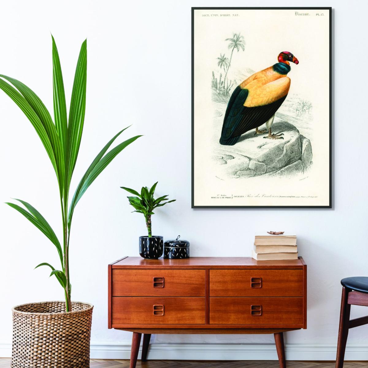 Yellow / Orange King Vulture Illustration Print A4 210 X 297Mm Stanley Print House – image 3