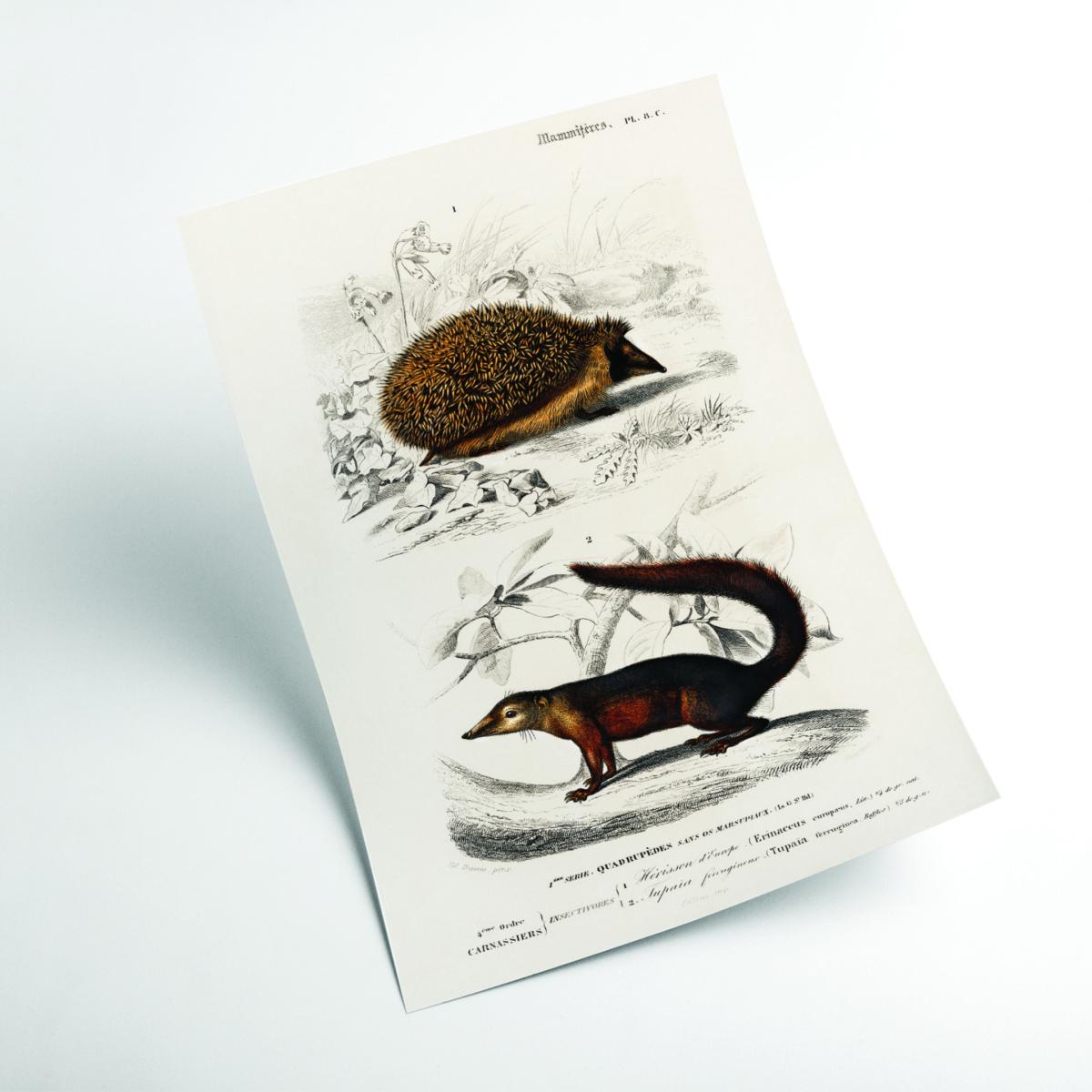 Brown European Hedgehog And Common Treeshrew Print A1 594 X 841Mm Stanley Print House – image 2