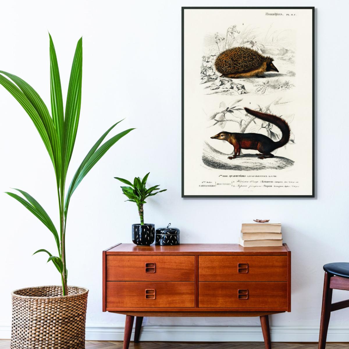 Brown European Hedgehog And Common Treeshrew Print A1 594 X 841Mm Stanley Print House – image 3
